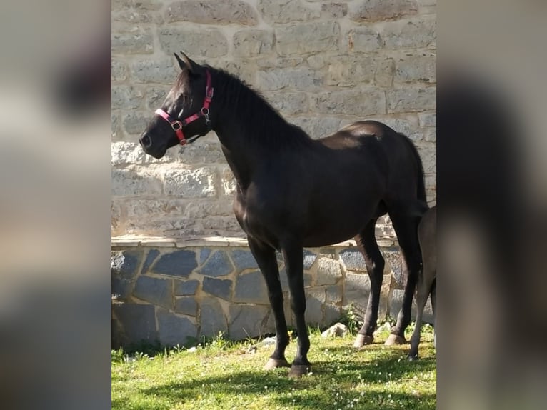 Paint Horse Mix Mare 1 year 13,2 hh Overo-all-colors in Zaldibar