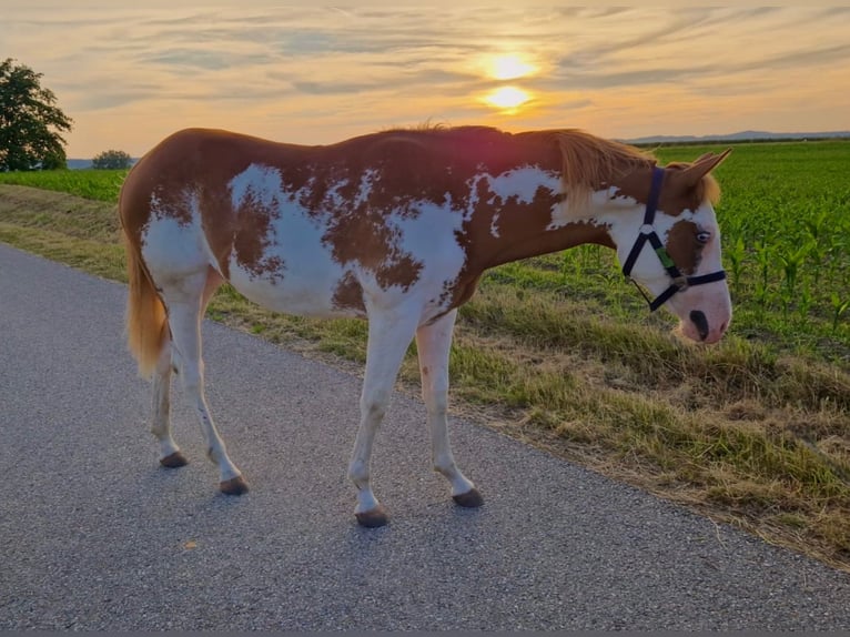 Paint Horse Mare 1 year 13,2 hh Overo-all-colors in Pfaffing