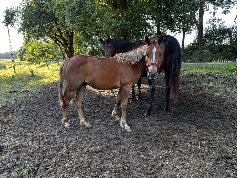 Paint Horse Mare 1 year 14,1 hh Chestnut-Red in Kubczyce