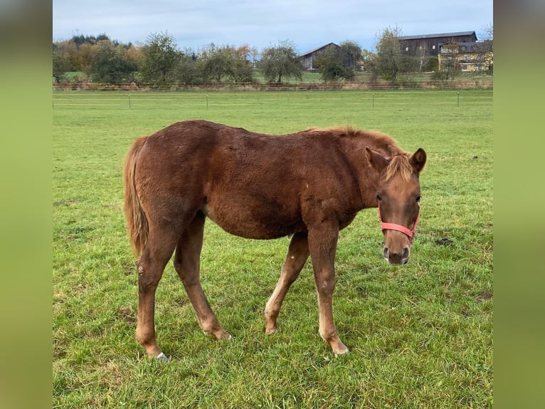 Paint Horse Mare 1 year 14,1 hh Chestnut in Erbendorf