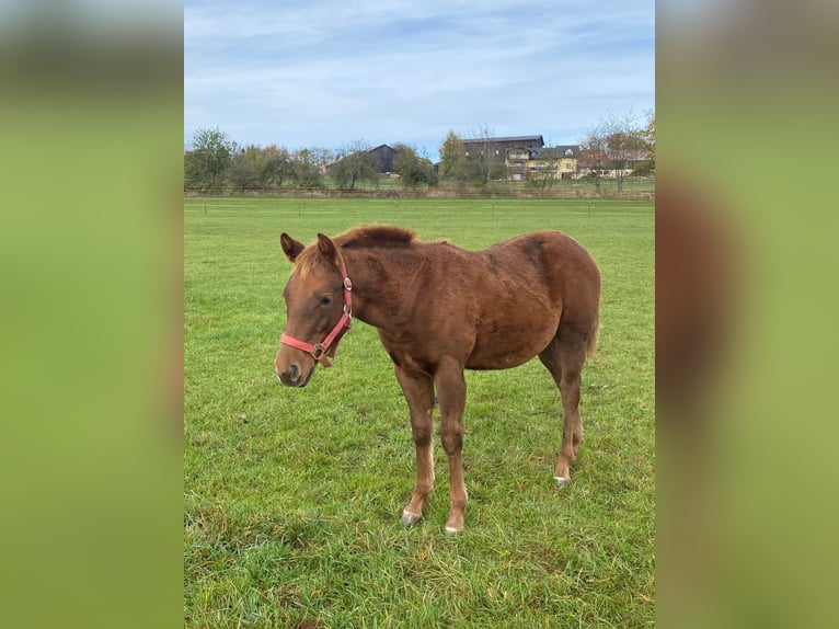 Paint Horse Mare 1 year 14,1 hh Chestnut in Erbendorf