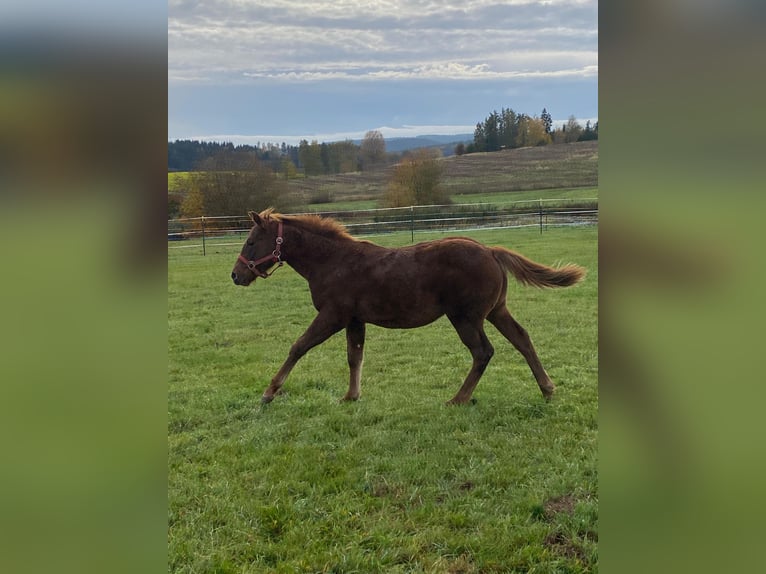 Paint Horse Mare 1 year 14,1 hh Chestnut in Erbendorf