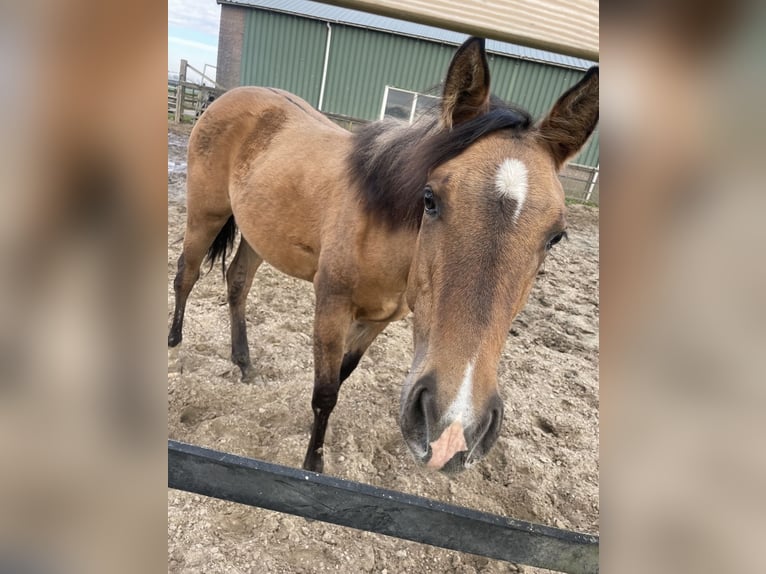 Paint Horse Mare 1 year 14,2 hh Buckskin in Kortenhoef