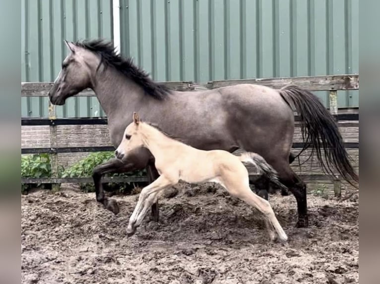 Paint Horse Mare 1 year 14,2 hh Buckskin in Kortenhoef