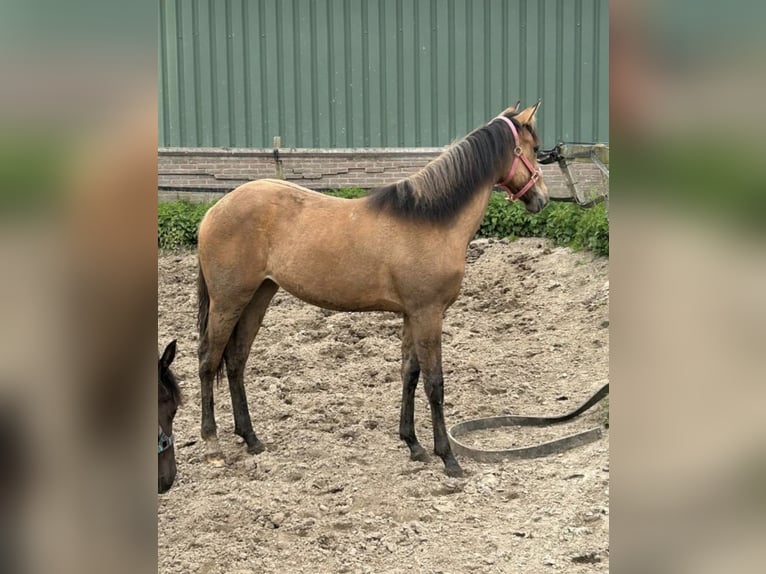 Paint Horse Mare 1 year 14,2 hh Buckskin in Kortenhoef