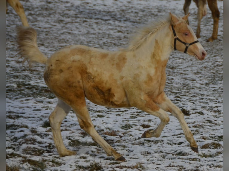 Paint Horse Mare 1 year 14,2 hh Champagne in Buchbach