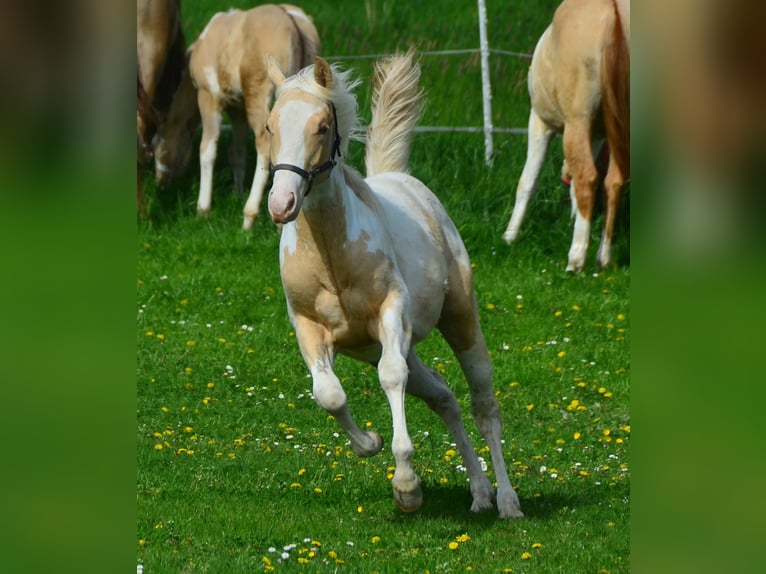 Paint Horse Mare 1 year 14,2 hh Champagne in Buchbach