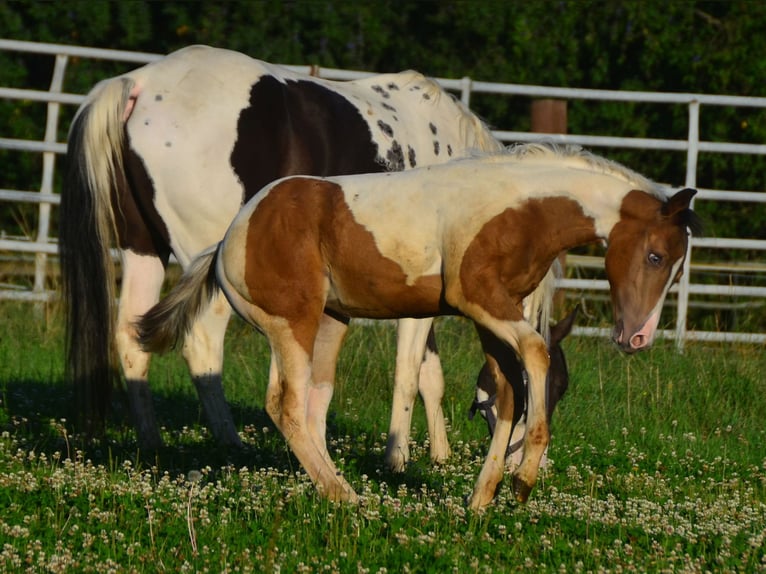 Paint Horse Mare 1 year 14,2 hh Champagne in Buchbach