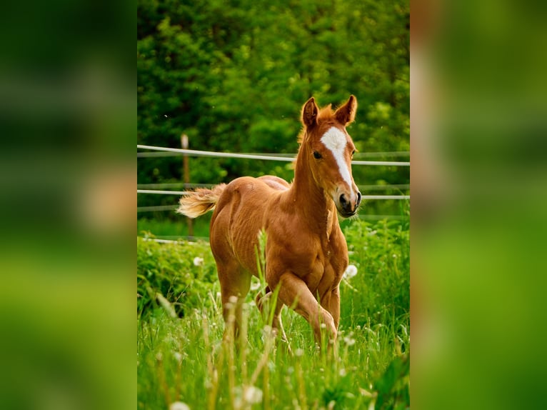 Paint Horse Mare 1 year 14,2 hh Chestnut-Red in Eggenthal