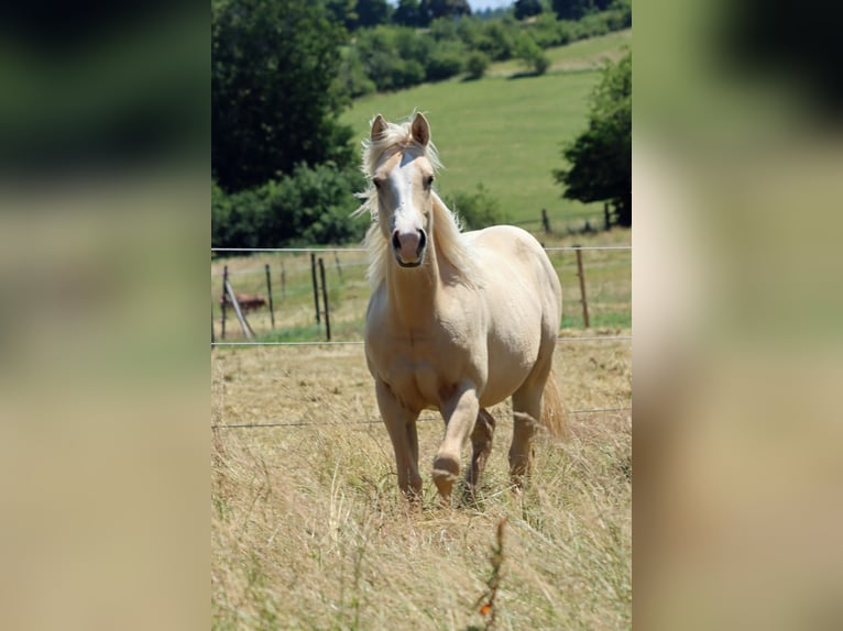 Paint Horse Mare 1 year 14,2 hh Palomino in Hellenthal