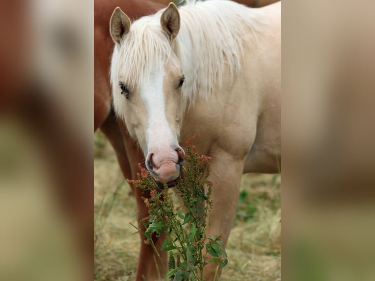 Paint Horse Mare 1 year 14,2 hh Palomino in Hellenthal