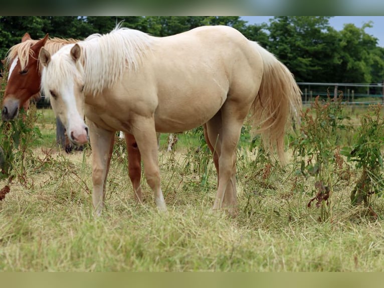 Paint Horse Mare 1 year 14,2 hh Palomino in Hellenthal