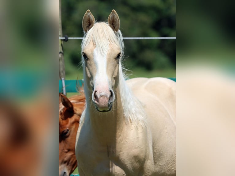 Paint Horse Mare 1 year 14,2 hh Palomino in Hellenthal