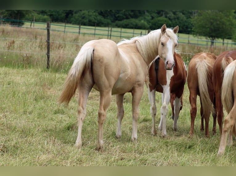 Paint Horse Mare 1 year 14,2 hh Palomino in Hellenthal