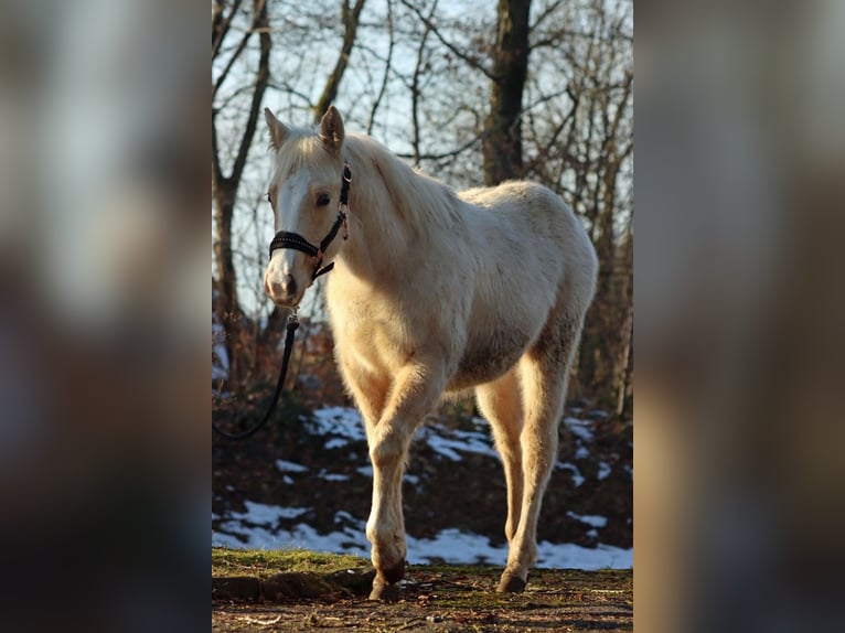 Paint Horse Mare 1 year 14,2 hh Palomino in Hellenthal