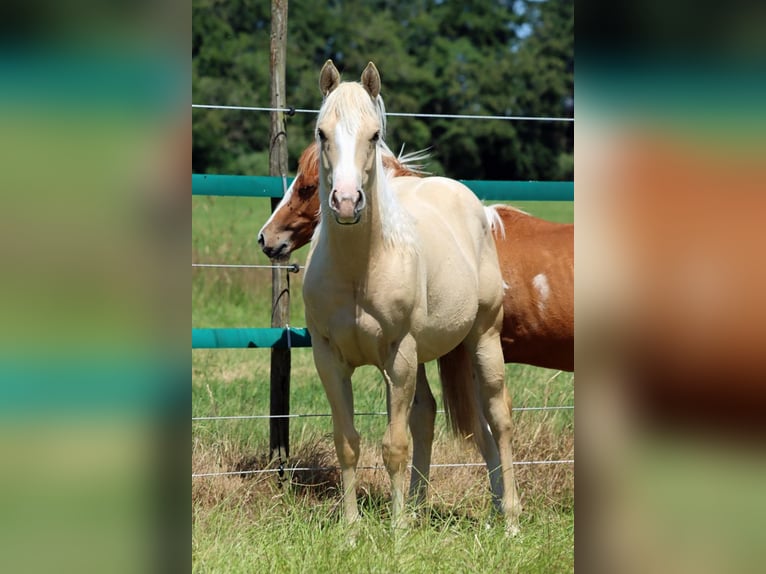 Paint Horse Mare 1 year 14,2 hh Palomino in Hellenthal