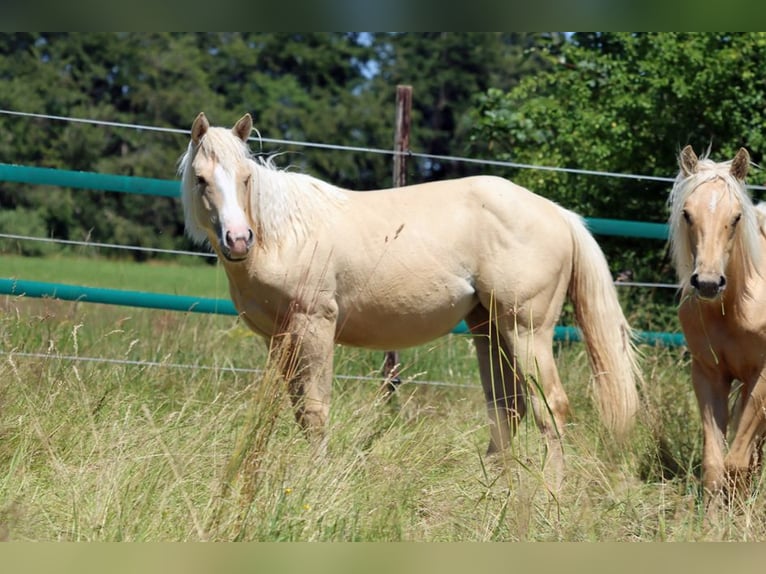 Paint Horse Mare 1 year 14,2 hh Palomino in Hellenthal