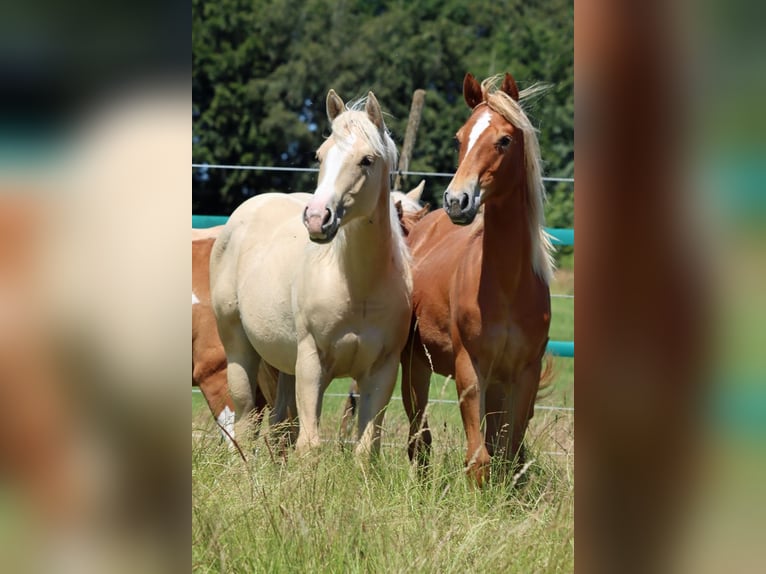 Paint Horse Mare 1 year 14,2 hh Palomino in Hellenthal