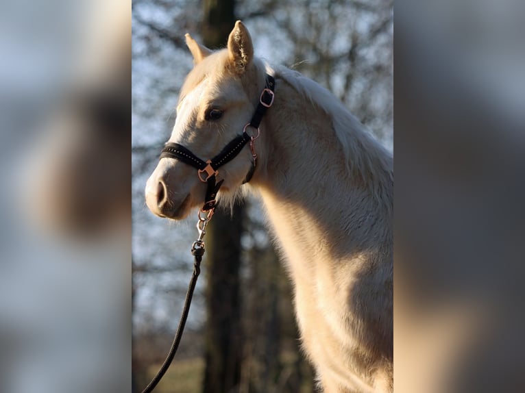 Paint Horse Mare 1 year 14,2 hh Palomino in Hellenthal