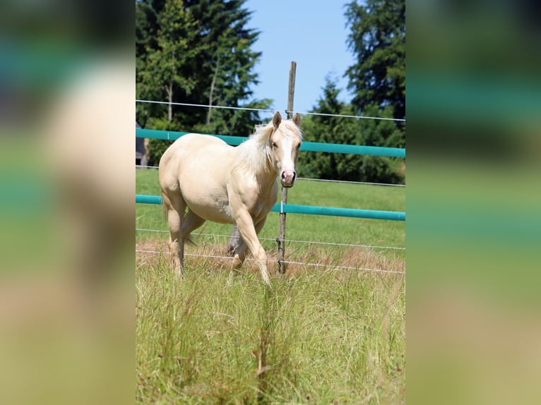 Paint Horse Mare 1 year 14,2 hh Palomino in Hellenthal