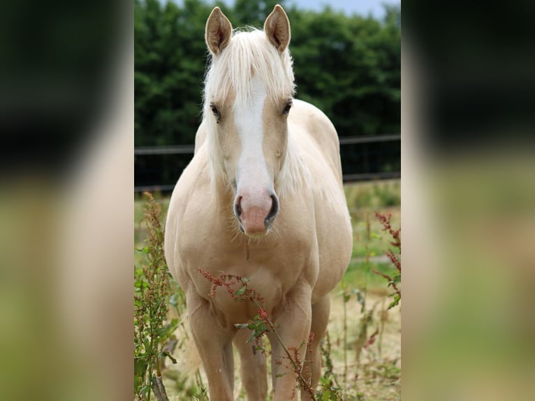 Paint Horse Mare 1 year 14,2 hh Palomino in Hellenthal