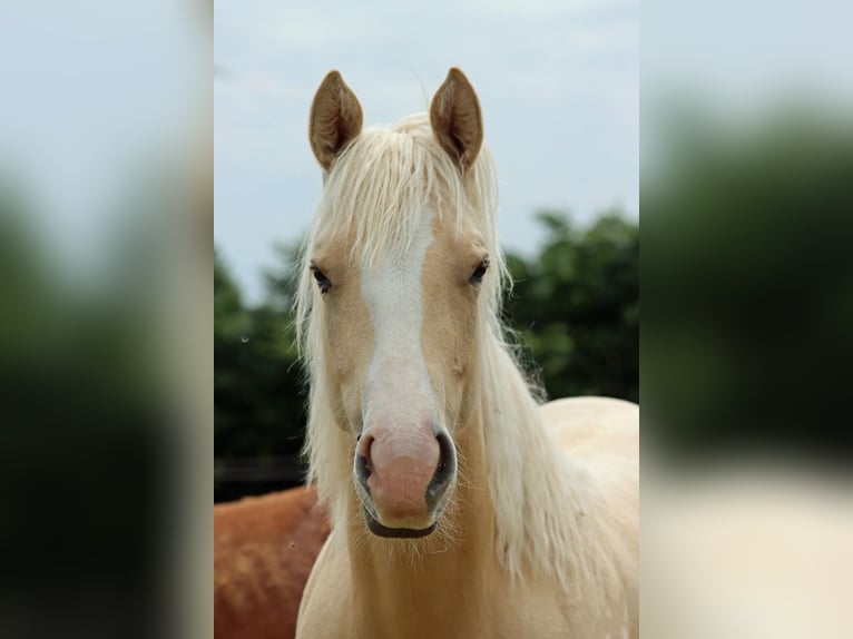 Paint Horse Mare 1 year 14,2 hh Palomino in Hellenthal