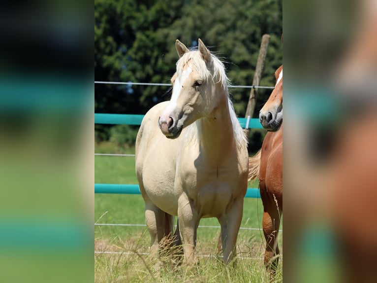 Paint Horse Mare 1 year 14,2 hh Palomino in Hellenthal