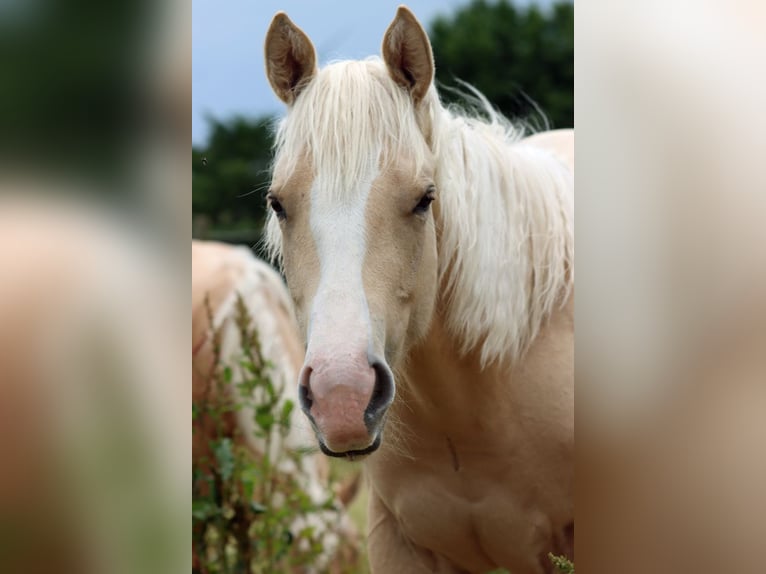 Paint Horse Mare 1 year 14,2 hh Palomino in Hellenthal