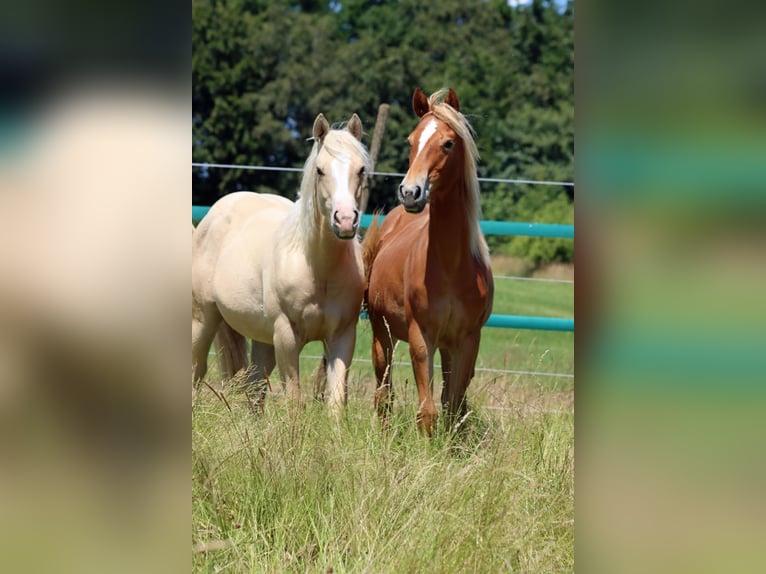 Paint Horse Mare 1 year 14,2 hh Palomino in Hellenthal