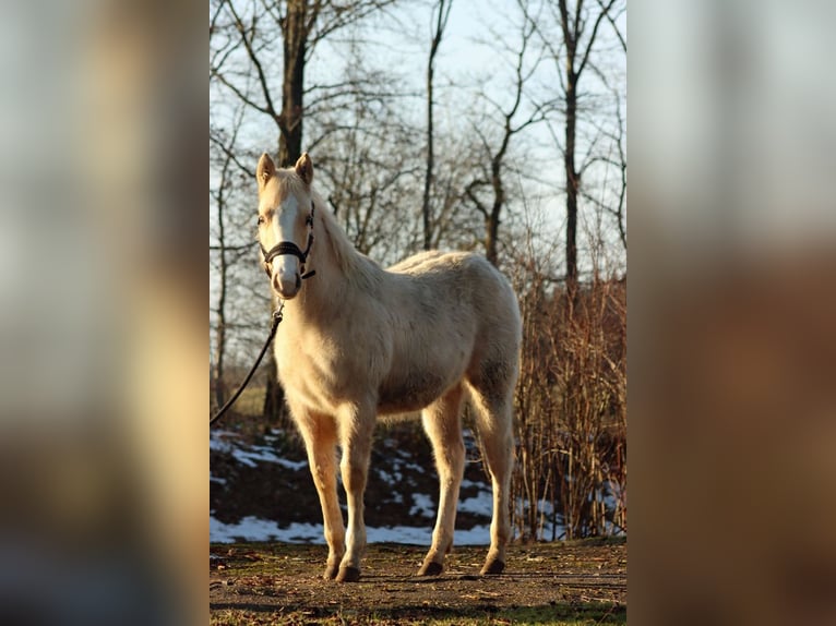 Paint Horse Mare 1 year 14,2 hh Palomino in Hellenthal