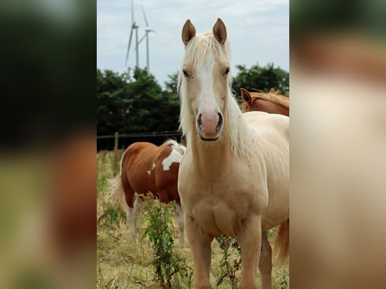 Paint Horse Mare 1 year 14,2 hh Palomino in Hellenthal