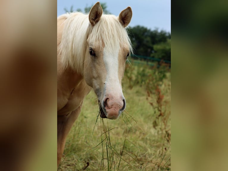 Paint Horse Mare 1 year 14,2 hh Palomino in Hellenthal
