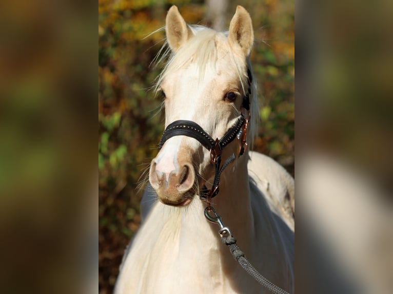 Paint Horse Mare 1 year 14,2 hh Palomino in Hellenthal