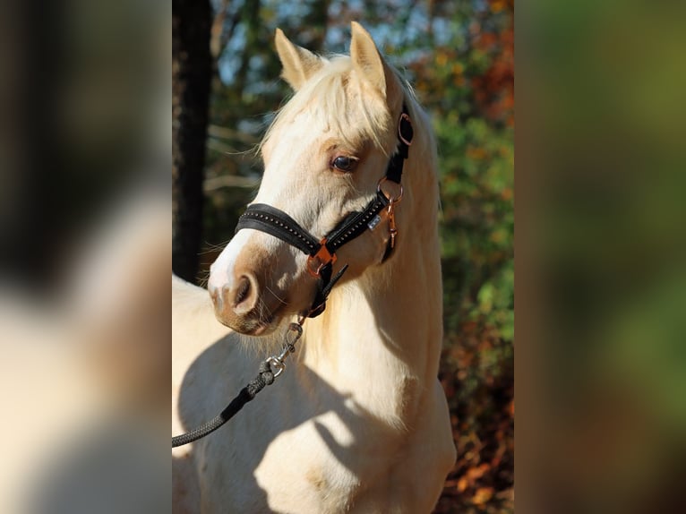 Paint Horse Mare 1 year 14,2 hh Palomino in Hellenthal