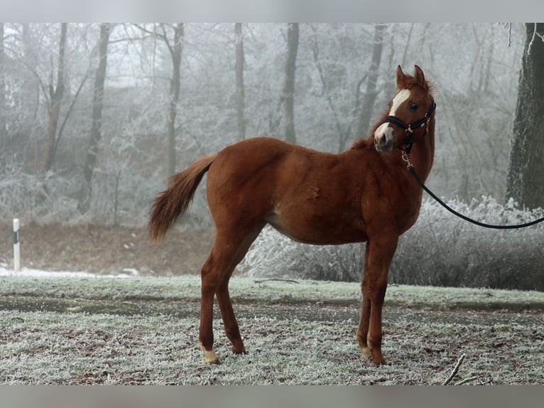 Paint Horse Mare 1 year 14,2 hh Red Dun in Hellenthal