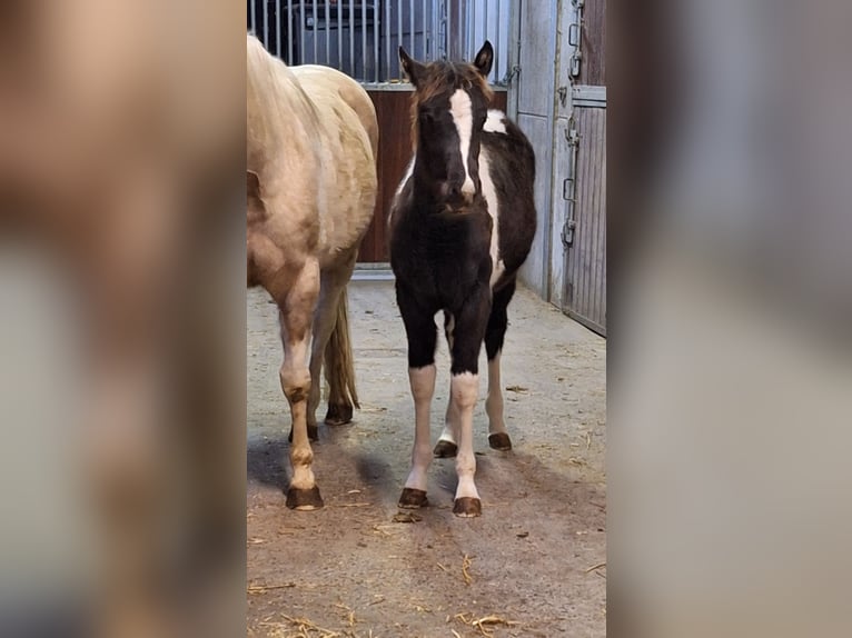 Paint Horse Mix Mare 1 year 14,2 hh Tobiano-all-colors in Gavere