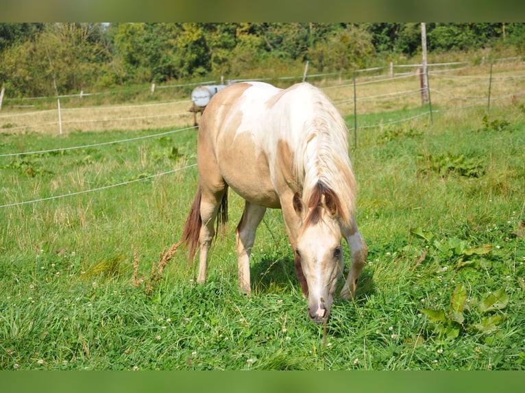 Paint Horse Mare 1 year 14,2 hh Tobiano-all-colors in Bückeburg Evesen