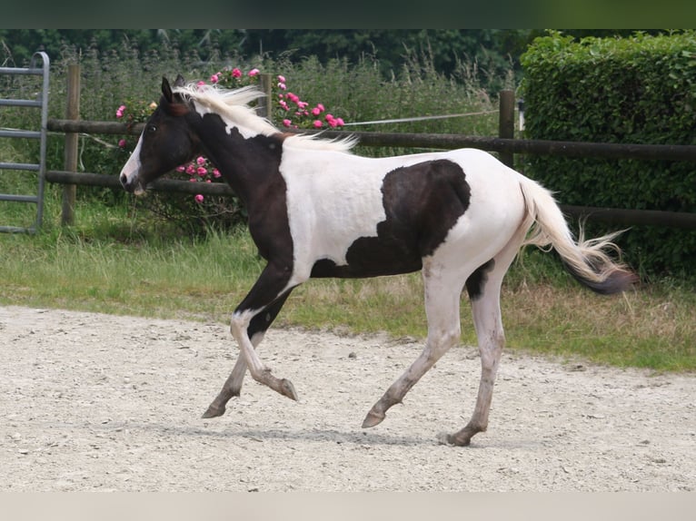 Paint Horse Mare 1 year 14,2 hh in Düsseldorf