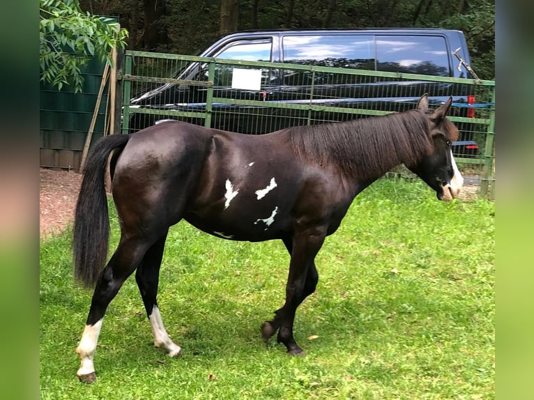 Paint Horse Mare 1 year 14,3 hh Overo-all-colors in Bebra