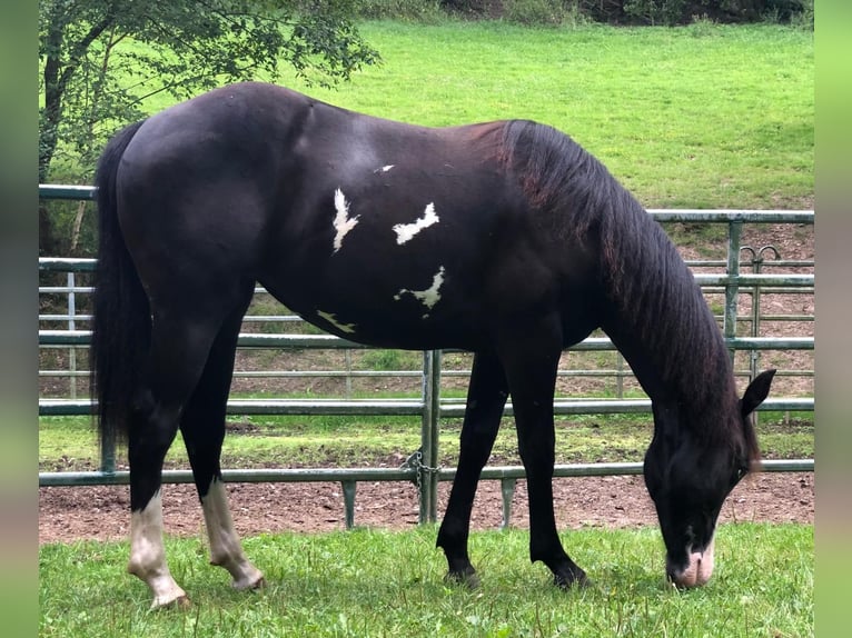 Paint Horse Mare 1 year 14,3 hh Overo-all-colors in Bebra