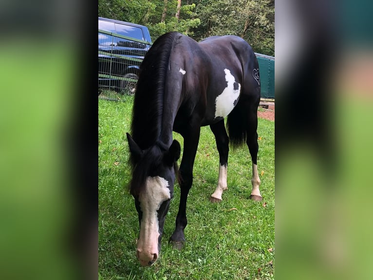 Paint Horse Mare 1 year 14,3 hh Overo-all-colors in Bebra