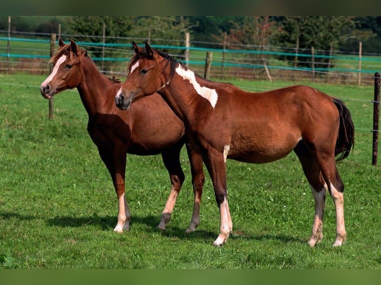 Paint Horse Mare 1 year 14,3 hh Tobiano-all-colors in Hellenthal