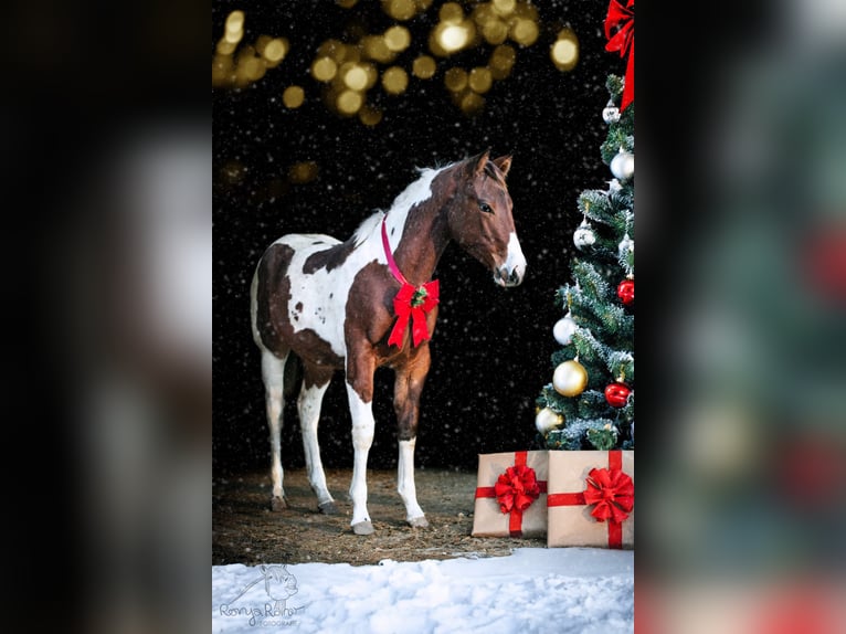 Paint Horse Mare 1 year 14,3 hh Tobiano-all-colors in Danstedt