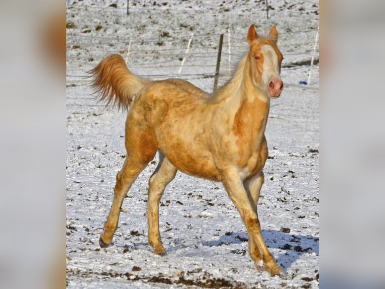 Paint Horse Mare 1 year 14,2 hh Champagne in Buchbach Paint Horse Mare 1 year 14,2 hh Champagne in Buchbach