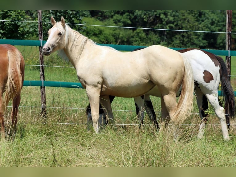 Paint Horse Mare 1 year 14,2 hh Palomino in Hellenthal