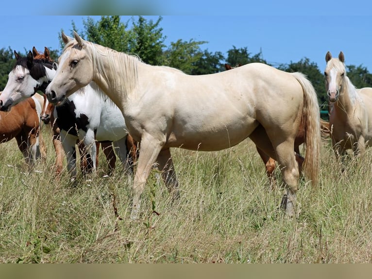Paint Horse Mare 1 year 14,2 hh Palomino in Hellenthal