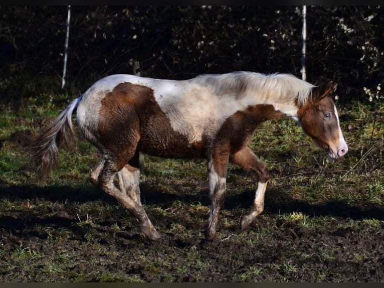 Paint Horse Mare 1 year 14,2 hh in Buchbach