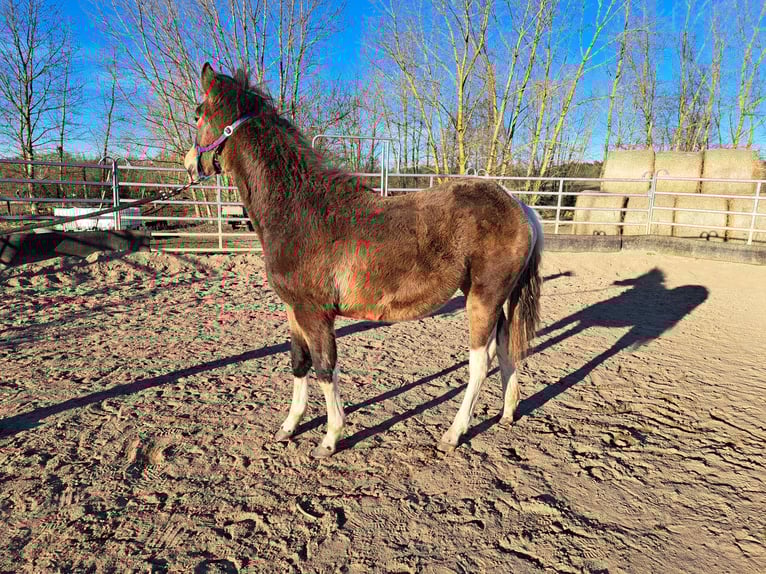 Paint Horse Mare 1 year 14,3 hh Tobiano-all-colors in Angerm&#xFC;nde