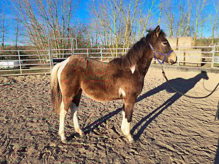 Paint Horse Mare 1 year 14,3 hh Tobiano-all-colors in Angerm&#xFC;nde