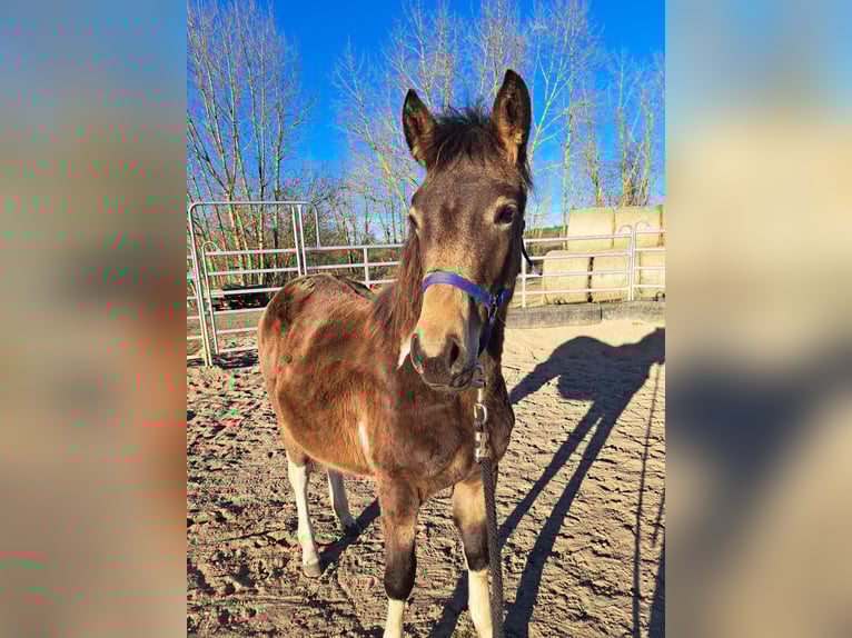 Paint Horse Mare 1 year 14,3 hh Tobiano-all-colors in Angerm&#xFC;nde
